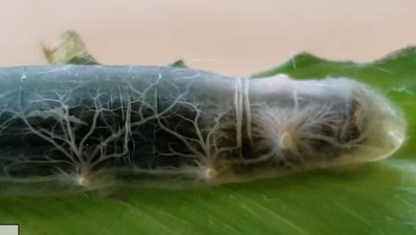 Brazilian Skipper Caterpillar - Sputnik International