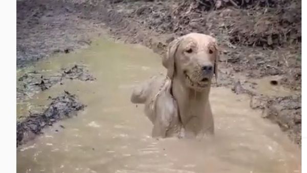 Golden retriever in the mud - Sputnik International