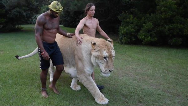 WALKING THE WORLDS LARGEST CAT - Sputnik International