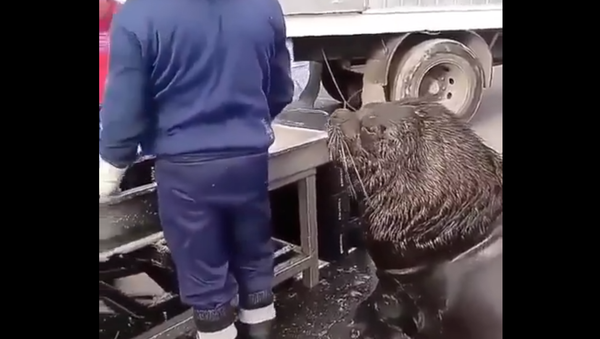 Massive Sea Lion Exhibits Impressive Patience at Fish Market  - Sputnik International