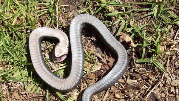 The North Carolina State Parks and Recreation shared images of the eastern hognose snake on its Facebook page, warning residents to stay alert if they happen to come across the creature, which defends itself by lying on it's back and pretending to be dead. - Sputnik International