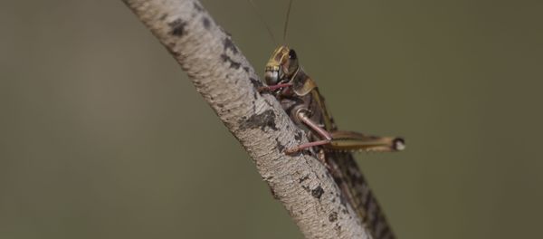 A locust hangs on a tree near Ashelim in the Negev Desert, southern Israel, Monday, March 11, 2013 A locust hangs on a tree near Ashelim in the Negev Desert, southern Israel, Monday, March 11, 2013 - Sputnik International