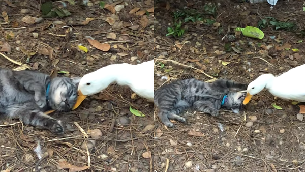 Orphaned Kitten Forges Unlikely Friendship After Rescue  - Sputnik International
