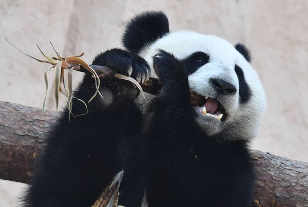 A giant panda sits in an enclosure in the Moscow Zoo - Sputnik International