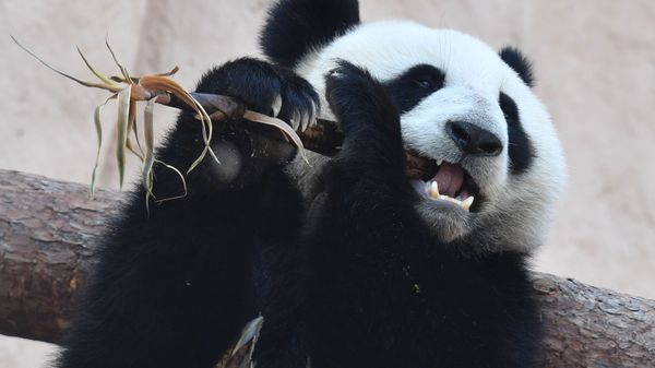 A giant panda sits in an enclosure in the Moscow Zoo - Sputnik International