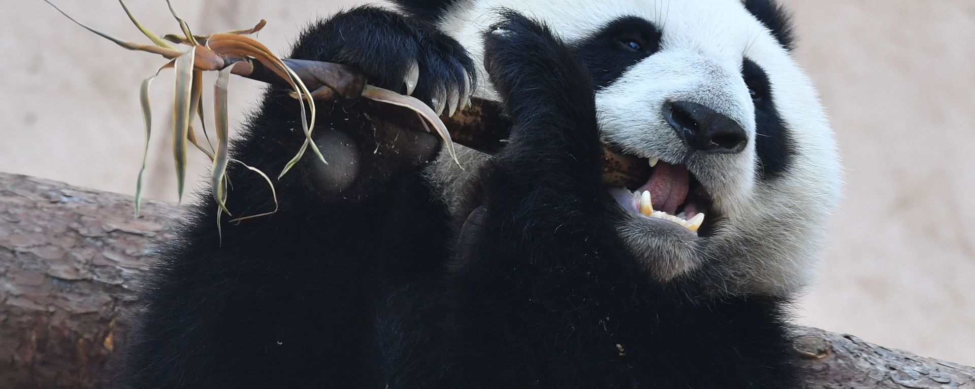 A giant panda sits in an enclosure in the Moscow Zoo - Sputnik International, 1920, 26.09.2023