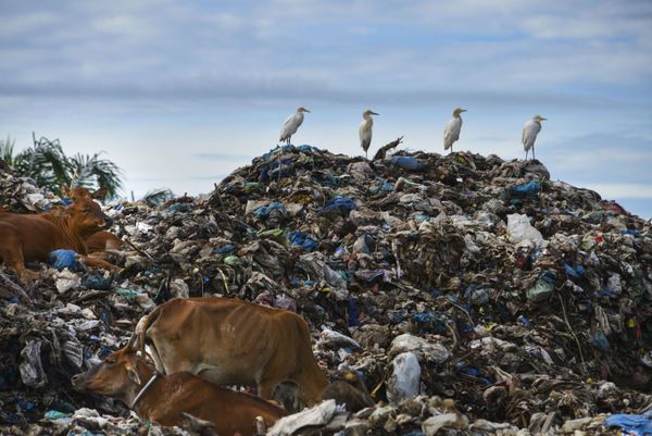 Egrets (top R) sit with cows on the top a rubbish pile at a waste dump in Meulaboh, Aceh province on June 8, 2019.  - Sputnik International