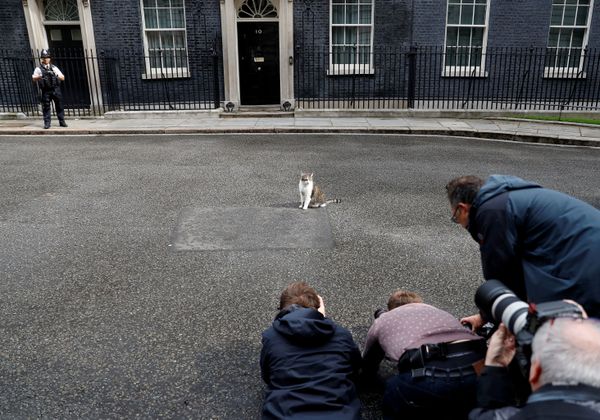 Media members photograph Larry the cat outside Downing Street in London, Britain June 11, 2019.  - Sputnik International