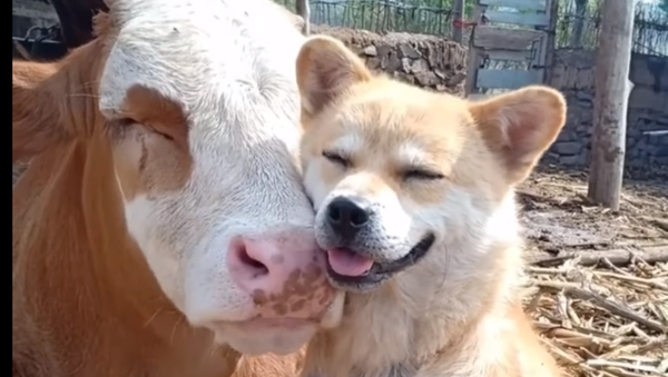 Farm Friends: Shiba Inu Can’t Get Enough of Its Bovine Buddies  - Sputnik International