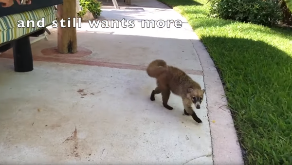 Not-So Cunning Coati Caught Stealing Tourist’s French Fries  - Sputnik International
