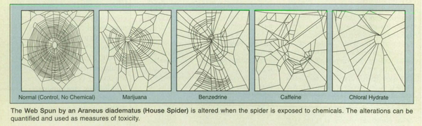 NASA Spider Study Stirred Shady Stimulant Suppositions (PHOTO) NASA Spider Study Stirred Shady Stimulant Suppositions (PHOTO) - Sputnik International