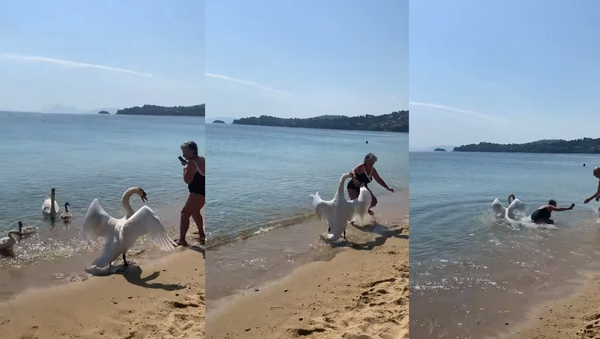 Family First: Father Swan Shoos Away Approaching Tourist - Sputnik International