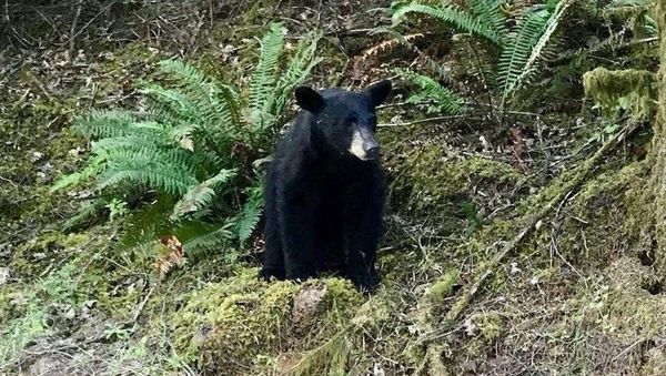 The black bear was shot and killed by wildlife officials after being familiar around people - Sputnik International