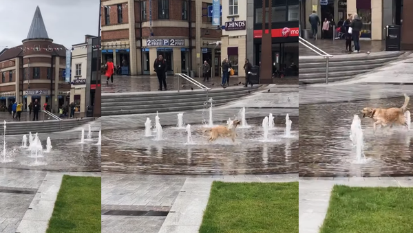Golden Retriever Frolics Around UK Fountain  - Sputnik International