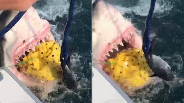 Hungry Great White Shark Lunges Toward US Fishermen - Sputnik International
