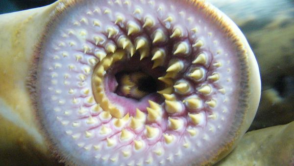 Petromyzon marinus (Lamprey) mouth - Sputnik International
