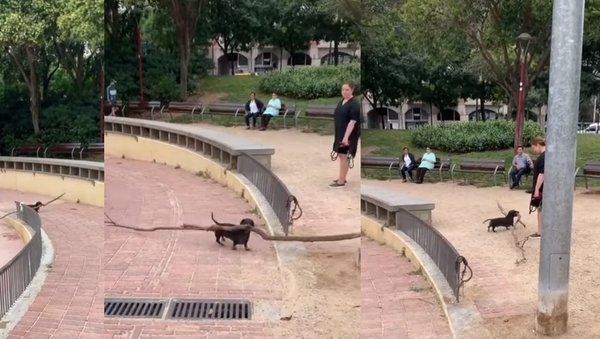 ‘Branch Manager’: Dachshund Effortly Fetches Massive Stick  - Sputnik International