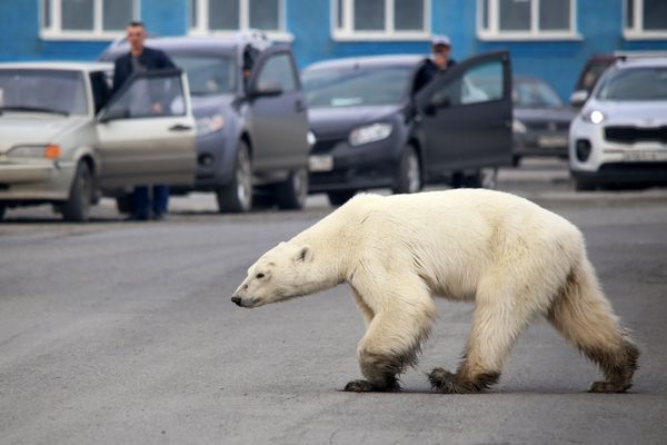A Stray Polar Bear A Stray Polar Bear - Sputnik International