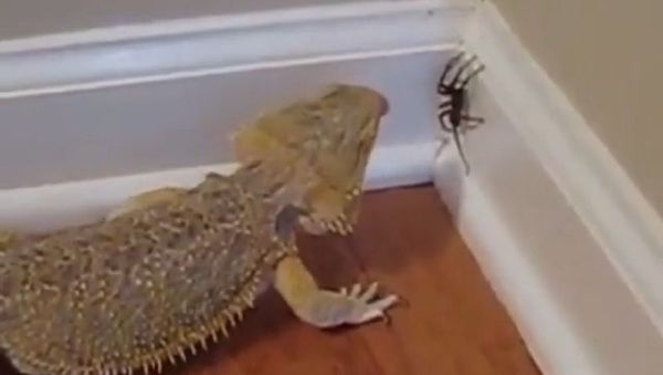 Reptile  - Sputnik International