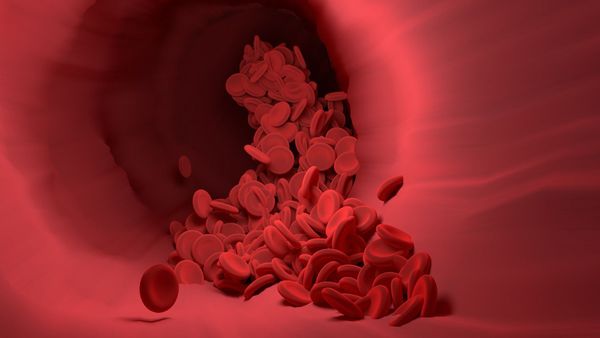 Blood vessel - Sputnik International