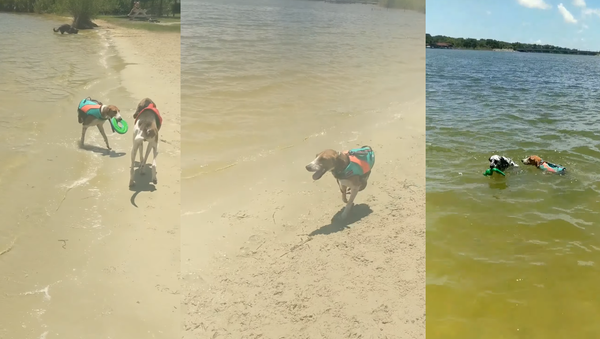 Two-Legged Dog Doesn’t Let Defect Hinder His Playtime Two-Legged Dog Doesn’t Let Defect Hinder His Playtime - Sputnik International