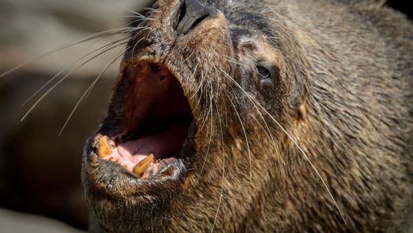 Sea Lion - Sputnik International