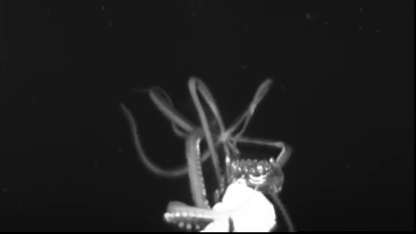 Giant Squid - Sputnik International