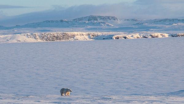 A polar bear walking on the coast of the remote Russian northern Novaya Zemlya archipelago - Sputnik International