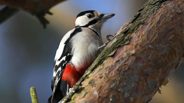Woodpecker - Sputnik International