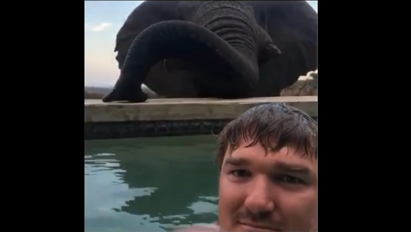 Man and elephant at Welgevonden Game Reserve reserve in Limpopo, South Africa - Sputnik International