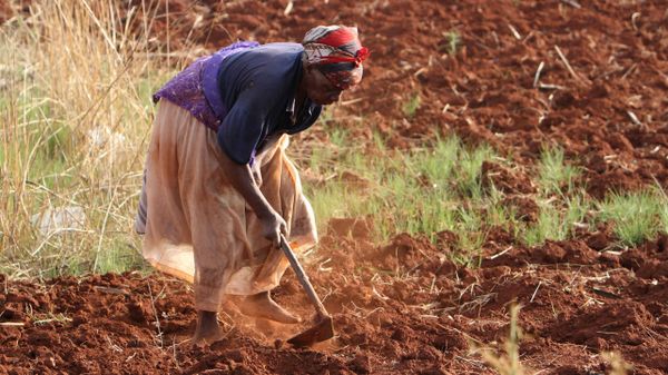 Zimbabwe Farmers Zimbabwe Farmers - Sputnik International
