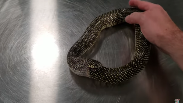 Kingsnake Receives Assistance After Attempting to Devour Itself  - Sputnik International