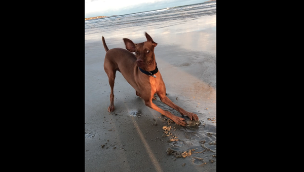 Good Boy Goes Bonkers Over Clam  - Sputnik International