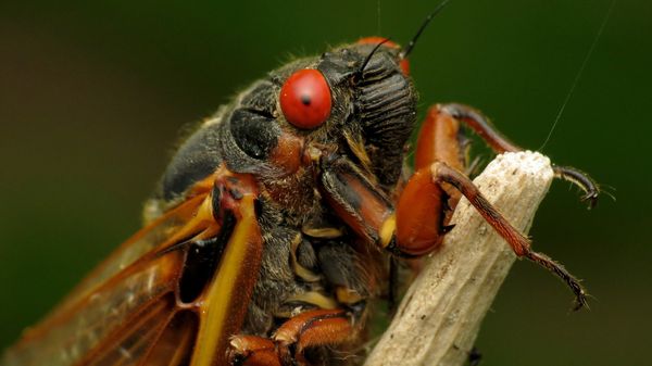  Periodical Cicada   - Sputnik International
