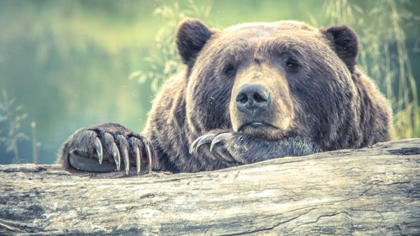 Bear - Sputnik International