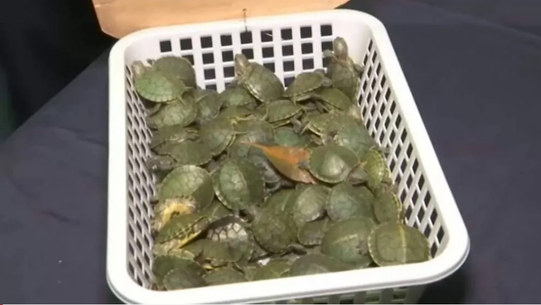 Malaysian authorities seize smuggled terrapins - Sputnik International