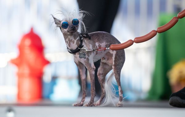A Dog Named Rascal Deux Takes Part in the World's Ugliest Dog Contest in California, US A Dog Named Rascal Deux Takes Part in the World's Ugliest Dog Contest in California, US - Sputnik International