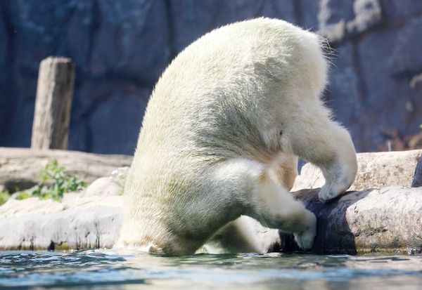 A Polar Bear Named Nanook at the Zoo A Polar Bear Named Nanook at the Zoo - Sputnik International