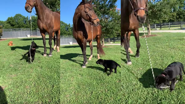 ‘Who’s Walkin’ Who?’: 12-Week-Old Labrador Walks Horse  - Sputnik International