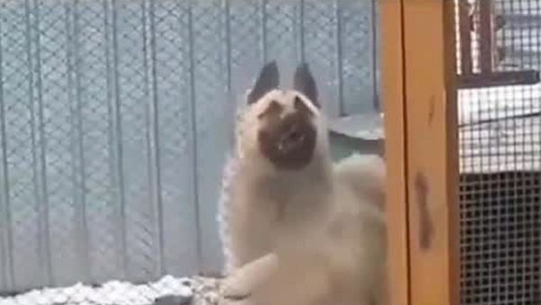 Dancing Dog - Sputnik International