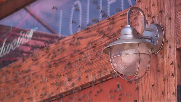 Mayfly invasion in Northeast Ohio - Sputnik International