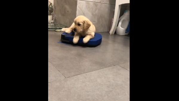 Golden Retriever on a vacuum cleaner robot - Sputnik International