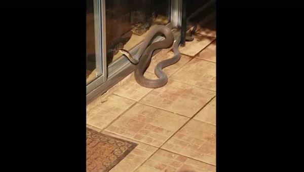 A BLACK MAMBA KNOCKING ON THE DOOR!!! - Sputnik International
