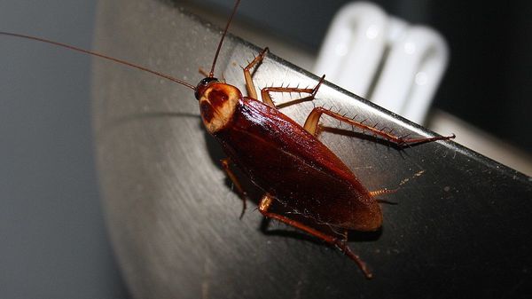   Cockroach  - Sputnik International