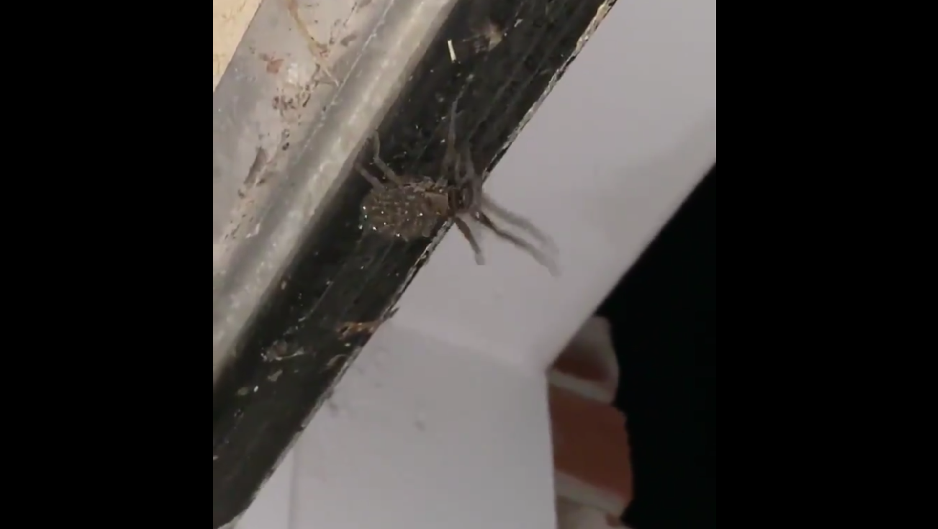 Wolf Spider Wolf Spider - Sputnik International, 1920, 22.03.2021