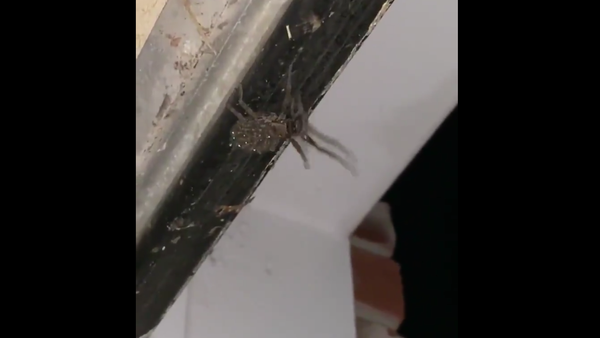 Wolf Spider - Sputnik International