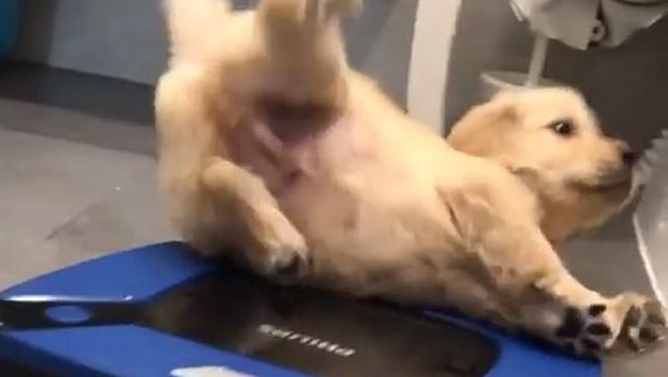 Dog - Sputnik International