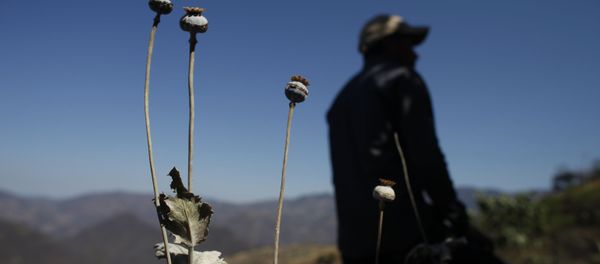 A man stands in a poppy flower field that the government sprayed with an herbicide in the Sierra Madre del Sur mountains of Guerrero state, Mexico. - Sputnik International