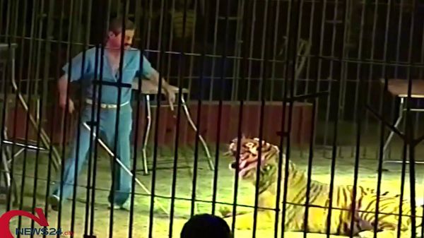 Four Tigers Tear Their Tamer to Pieces Before Circus Show in Italy Four Tigers Tear Their Tamer to Pieces Before Circus Show in Italy - Sputnik International