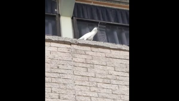 Cockatoo Reclaims Territory, Tosses Aussies’ Anti-Nesting Spikes  - Sputnik International